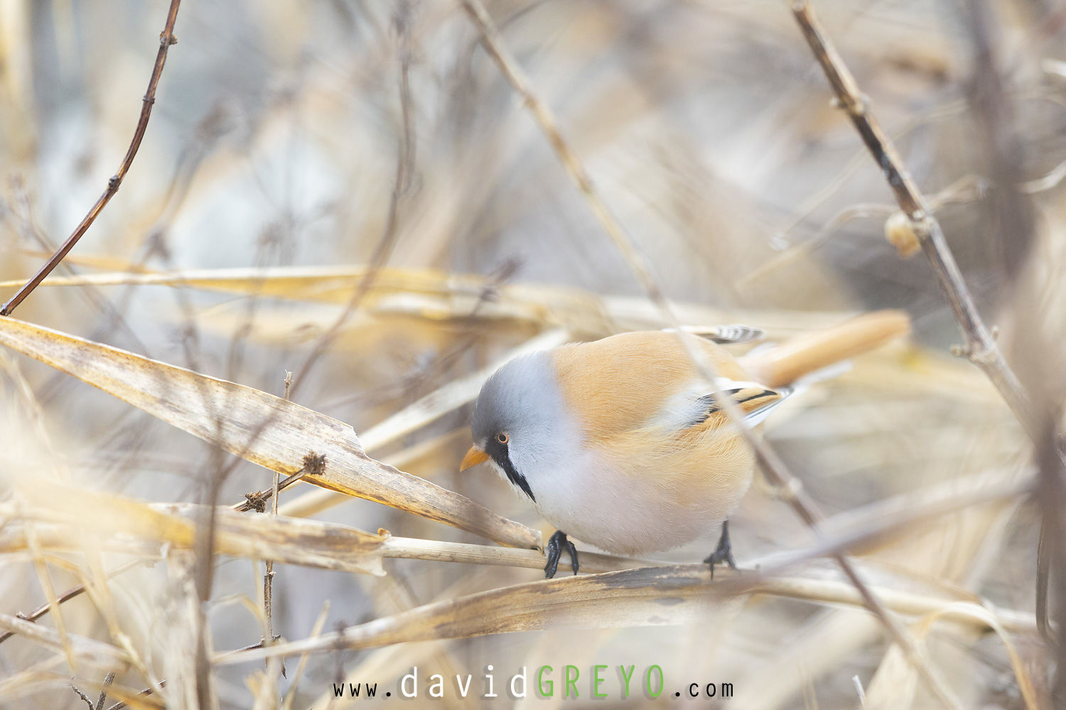 Panure à moustaches